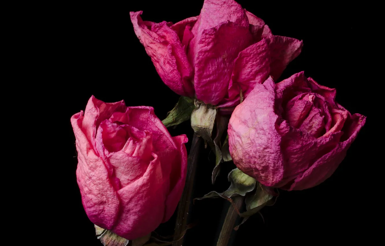 Фото обои цветы, растение, розы