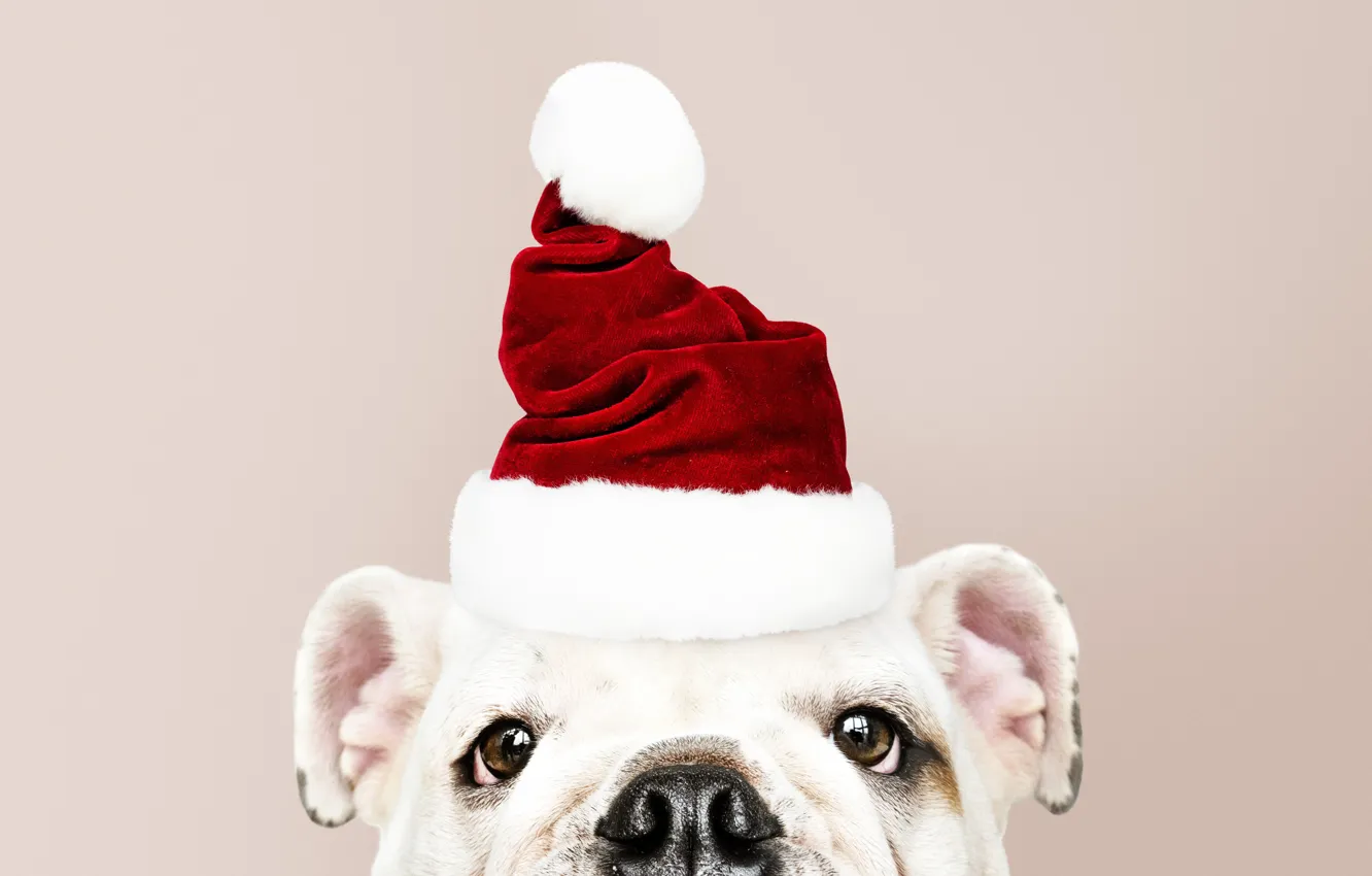 Фото обои собака, Новый Год, Рождество, щенок, санта, Christmas, puppy, dog