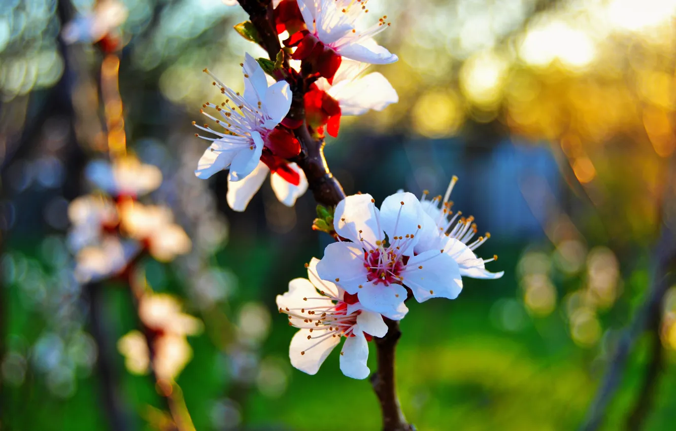 Фото обои макро, закат, весна, лепестки, абрикос, цветение