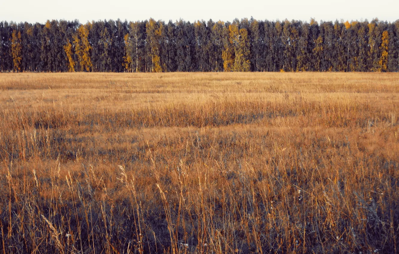 Фото обои поле, осень, лес, деревья