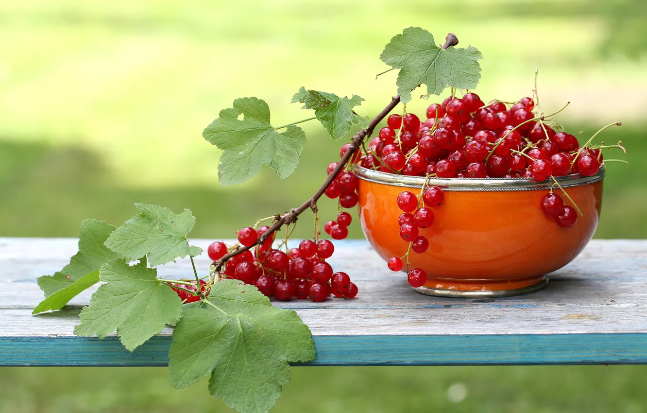 Фото обои листья, ветка, чашка, красная, смородина, садова