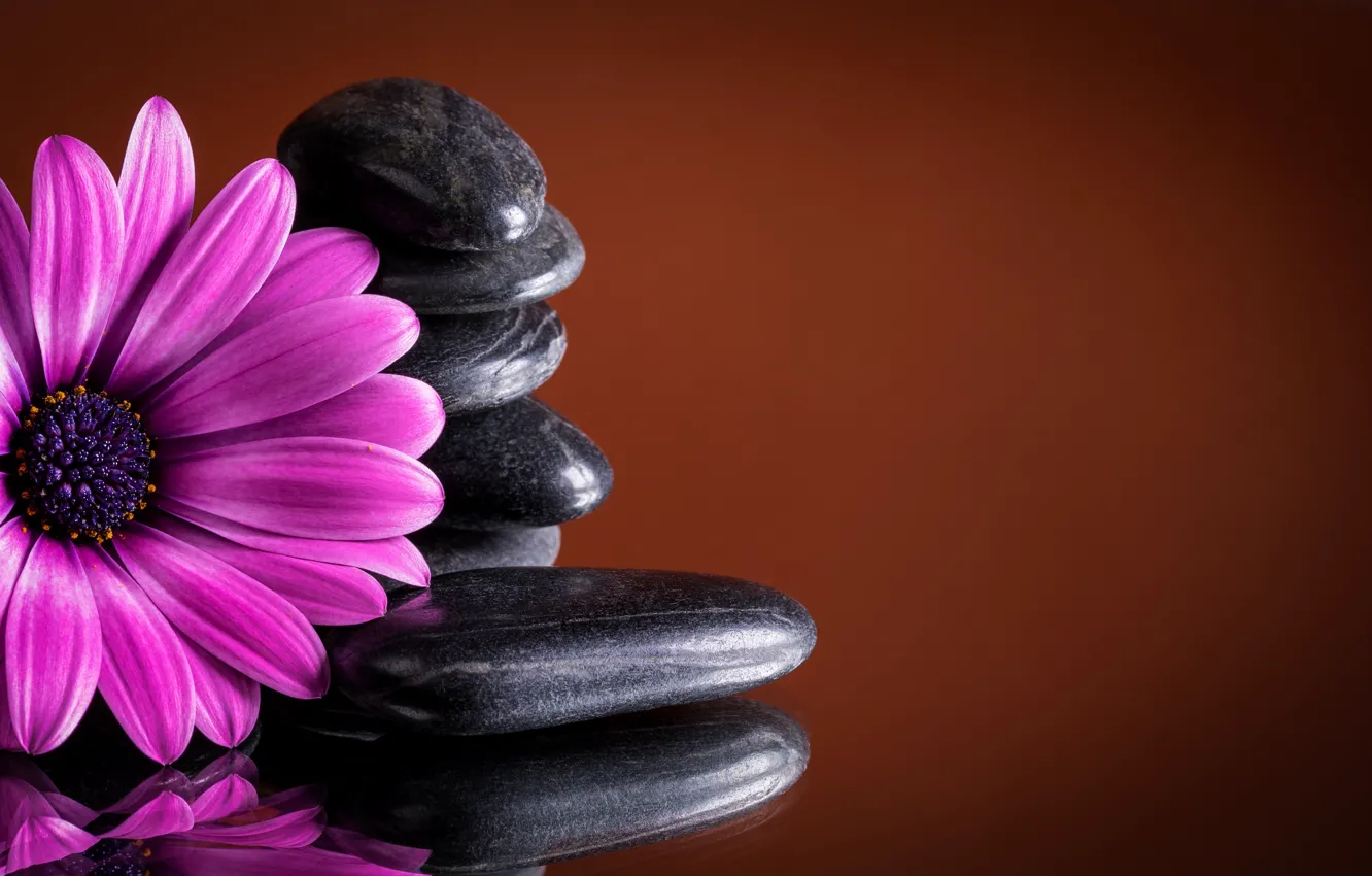 Фото обои камни, colorful, flowers, гербера, purple, gerbera