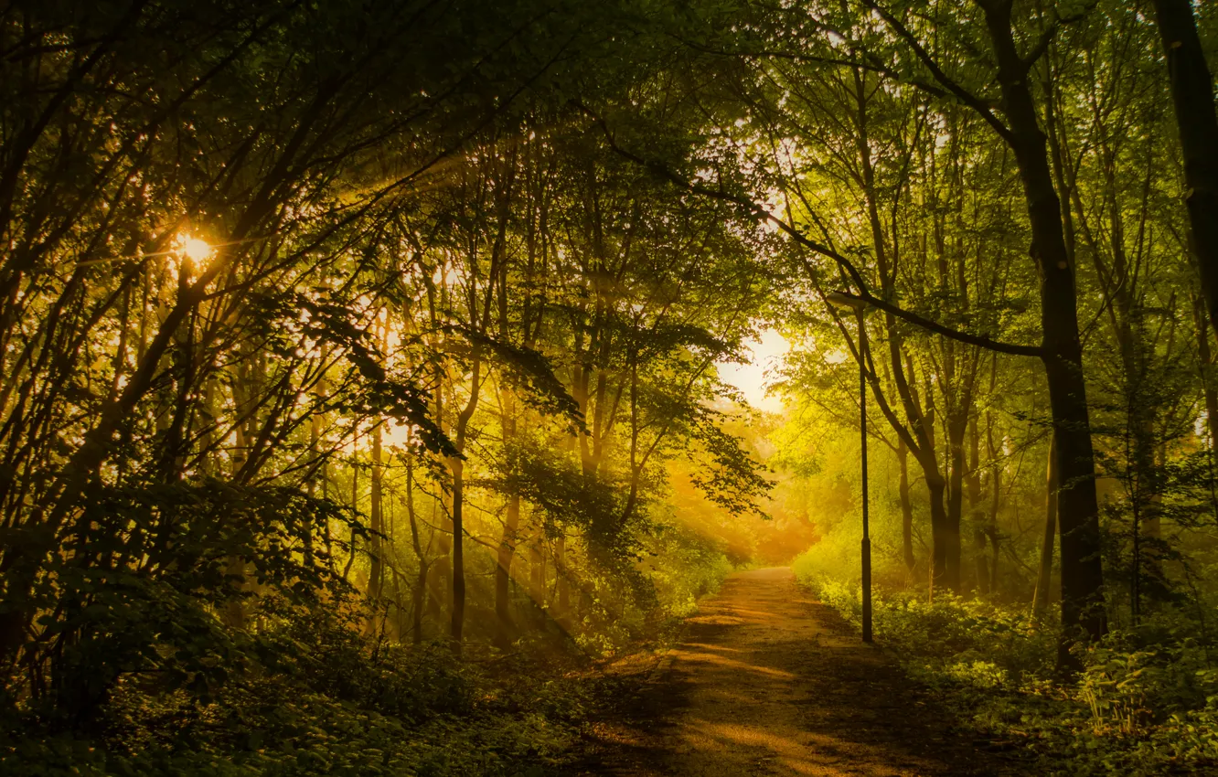 Фото обои лес, деревья, парк, дорожка, фонарь, аллея, лучи солнца