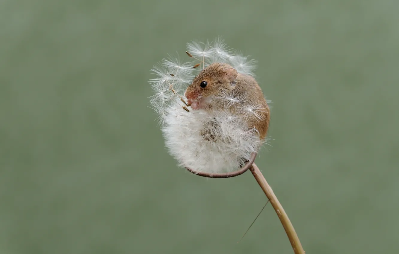 Фото обои природа, одуванчик, мышка, мышь-малютка