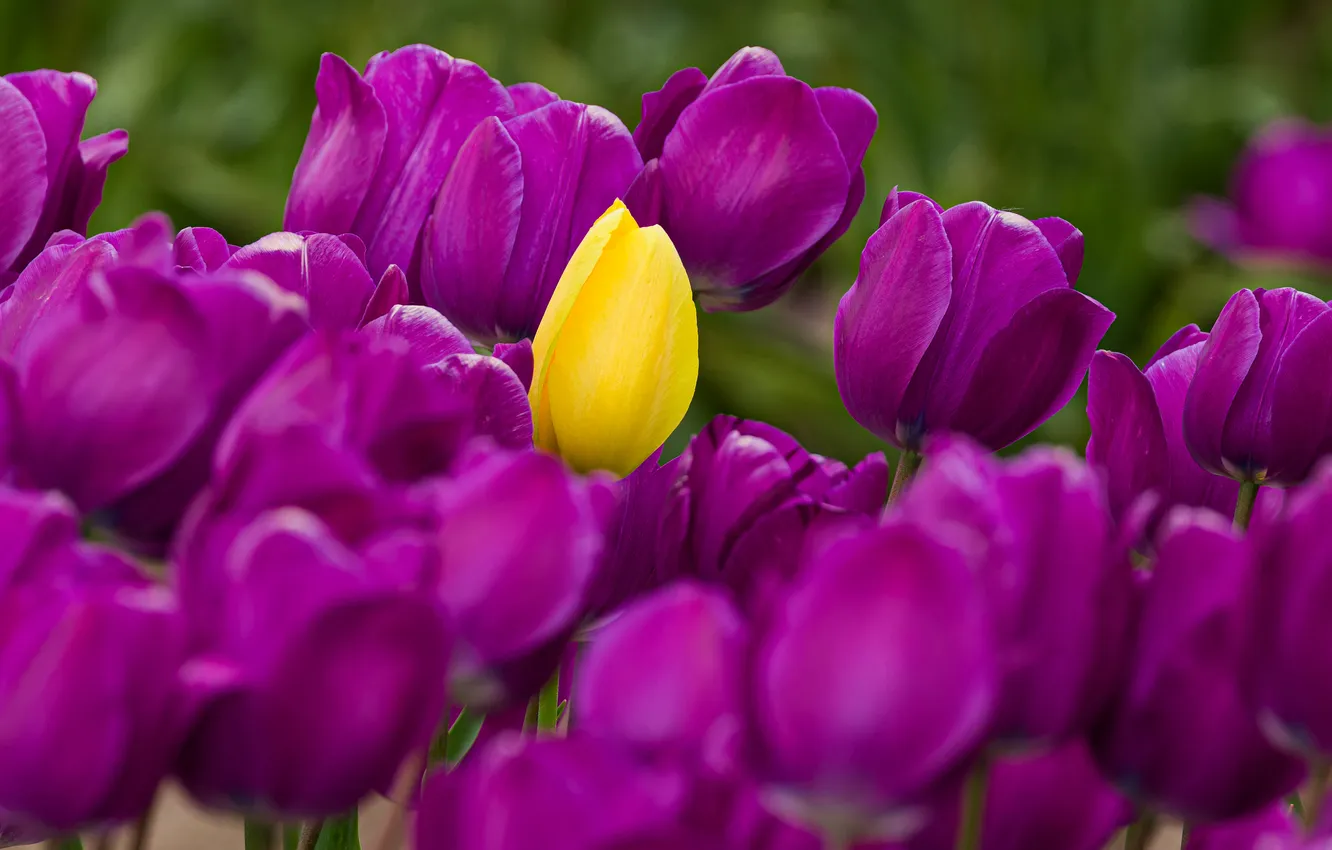 Фото обои Nature, close-up, flowers