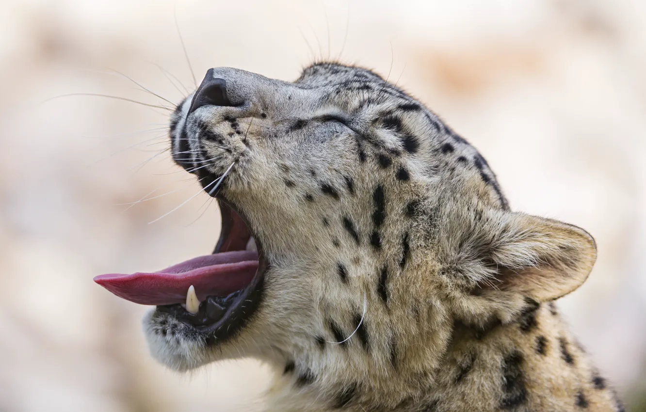 Фото обои язык, кошка, ирбис, снежный барс, зевает, ©Tambako The Jaguar