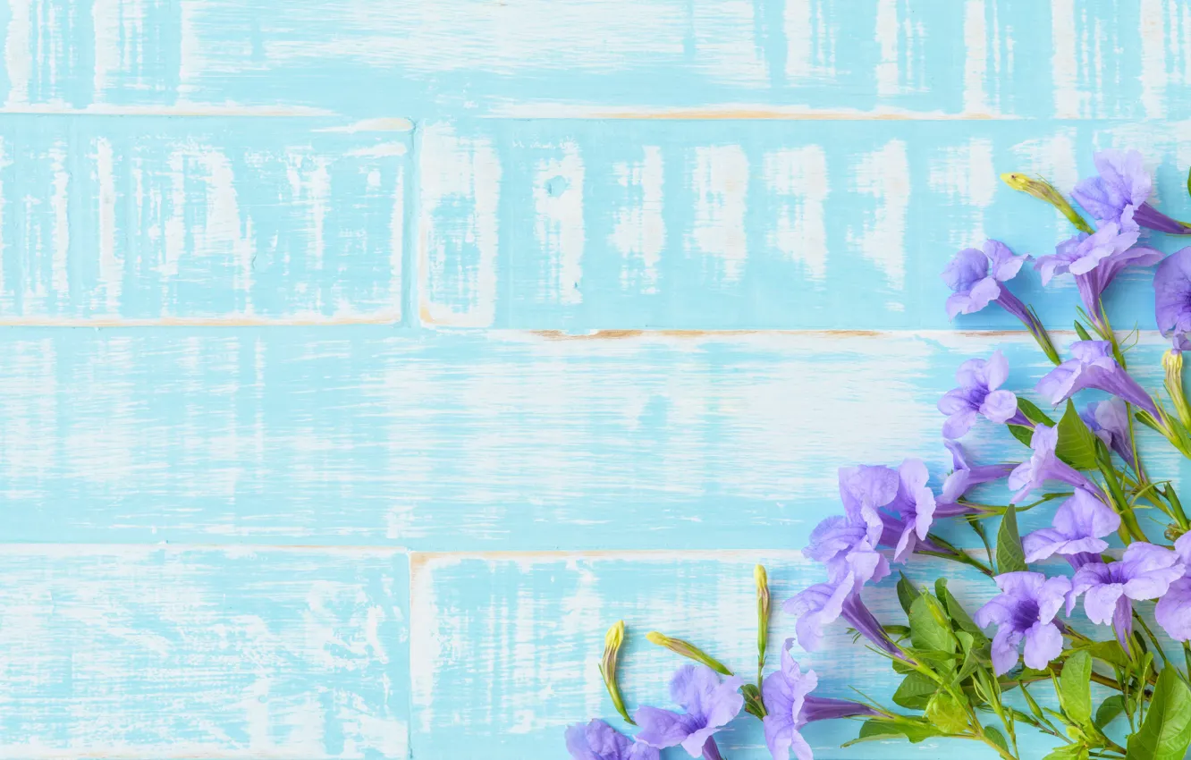Фото обои цветы, фон, голубой, wood, blue, flowers, violet