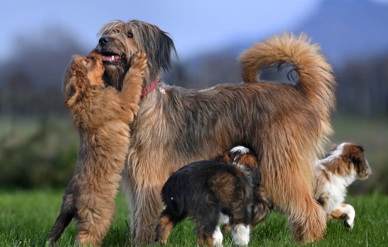 Фото обои собака, щенок, Валлер