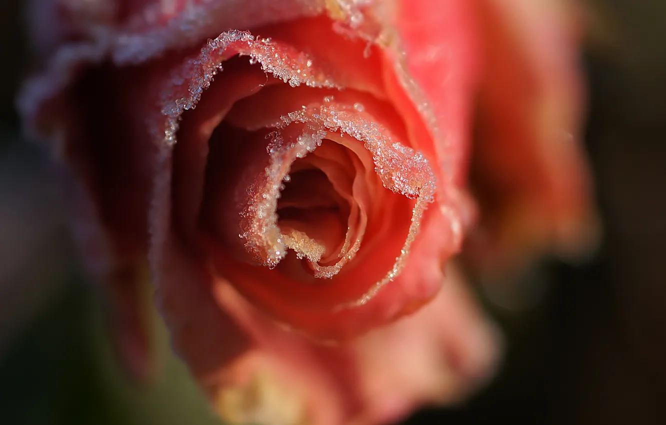 Фото обои холод, иней, цветок, макро, снежинки, розовая, роза, лепестки
