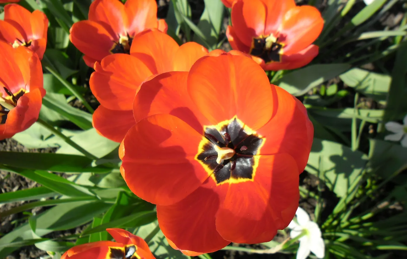 Фото обои макро, цветы, весна, тюльпаны, красные, клумба