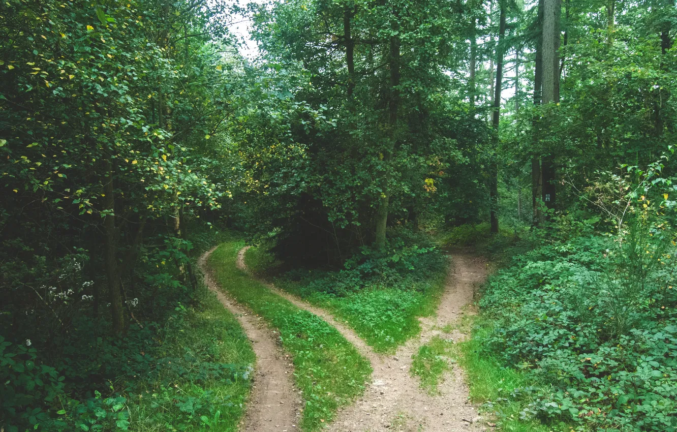 Фото обои дорога, зелень, лес, лето, деревья
