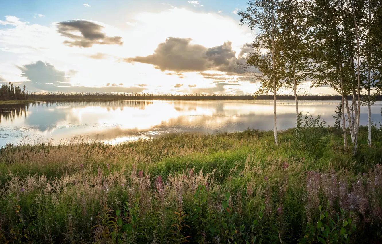 Фото обои лето, озеро, берёзы