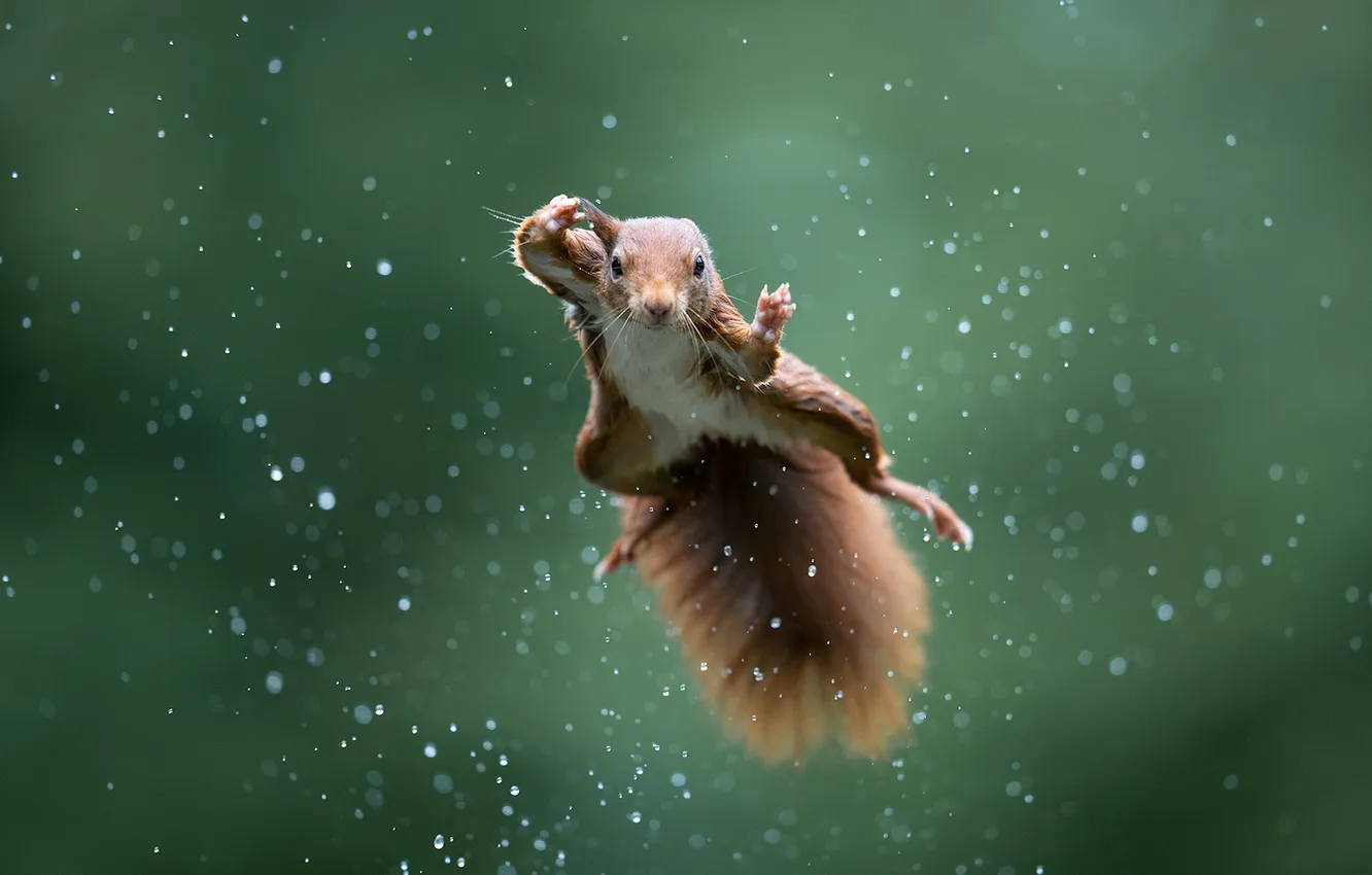 Фото обои flight, squirrel, flies