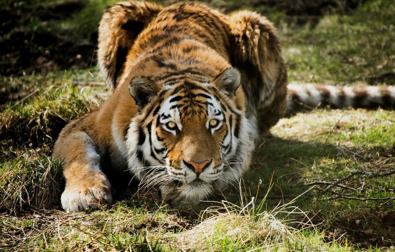Фото обои взгляд, хищник, Тигр