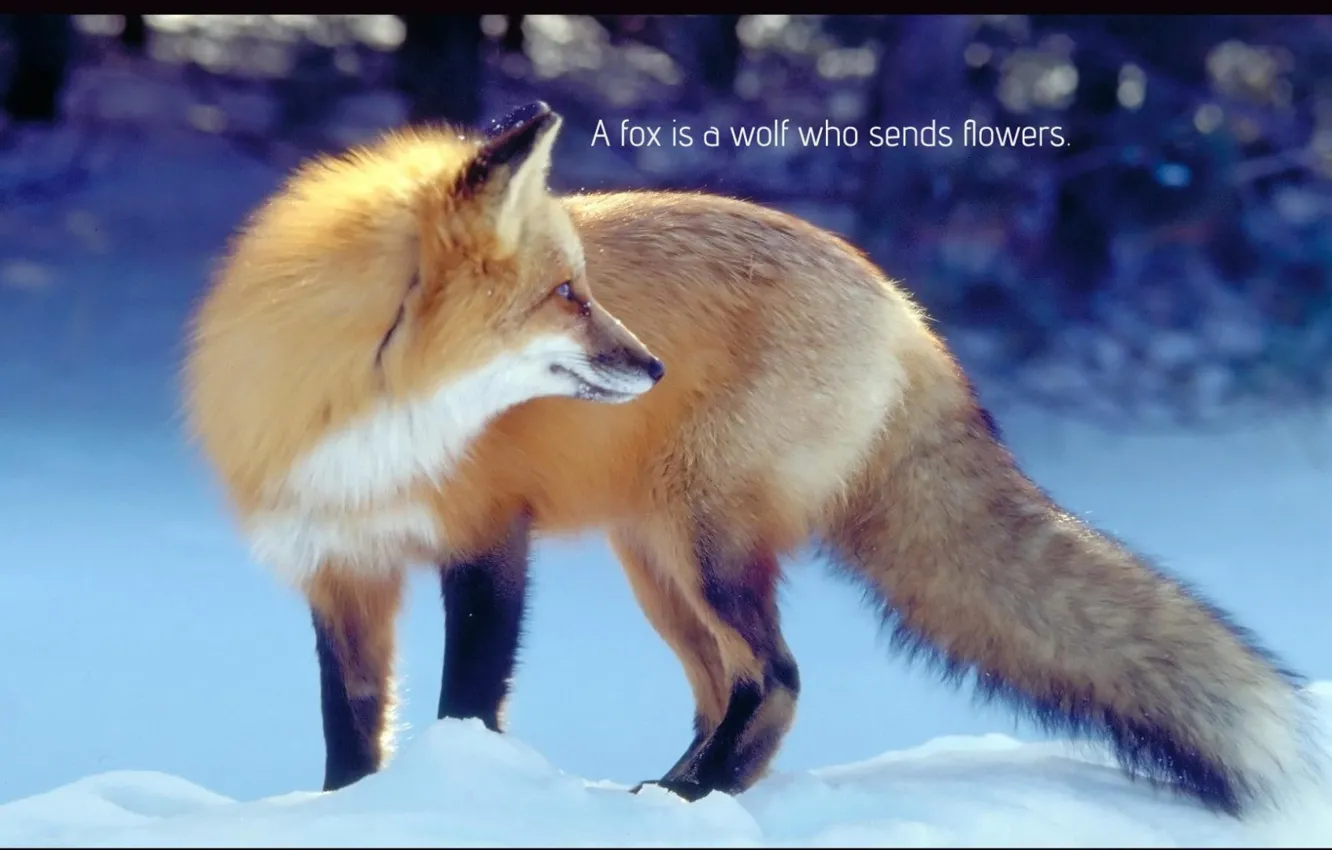 Фото обои black, fox, spirit, quote, pack, mythical, the pack, .Wolf (fox ) Wisdom