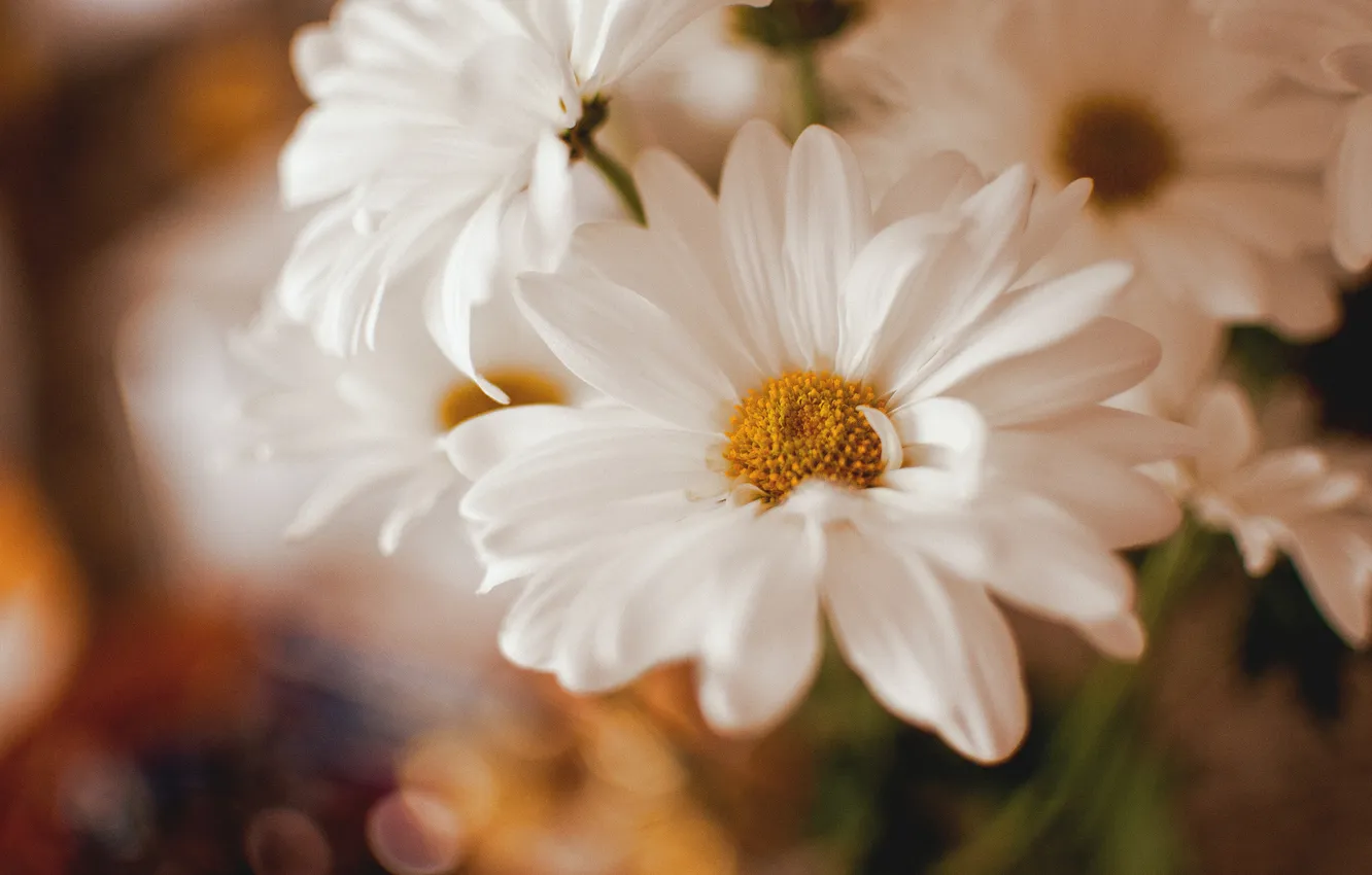 Фото обои цветы, лепестки, белые