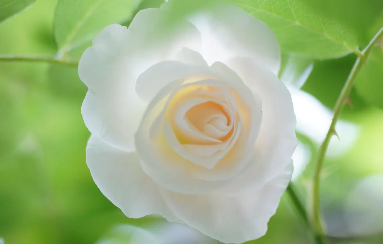 Фото обои листья, фон, роза, белая