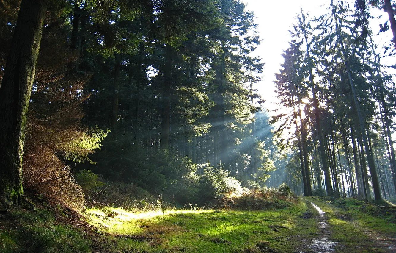 Фото обои дорога, лес, свет, деревья, природа, лучи солнца