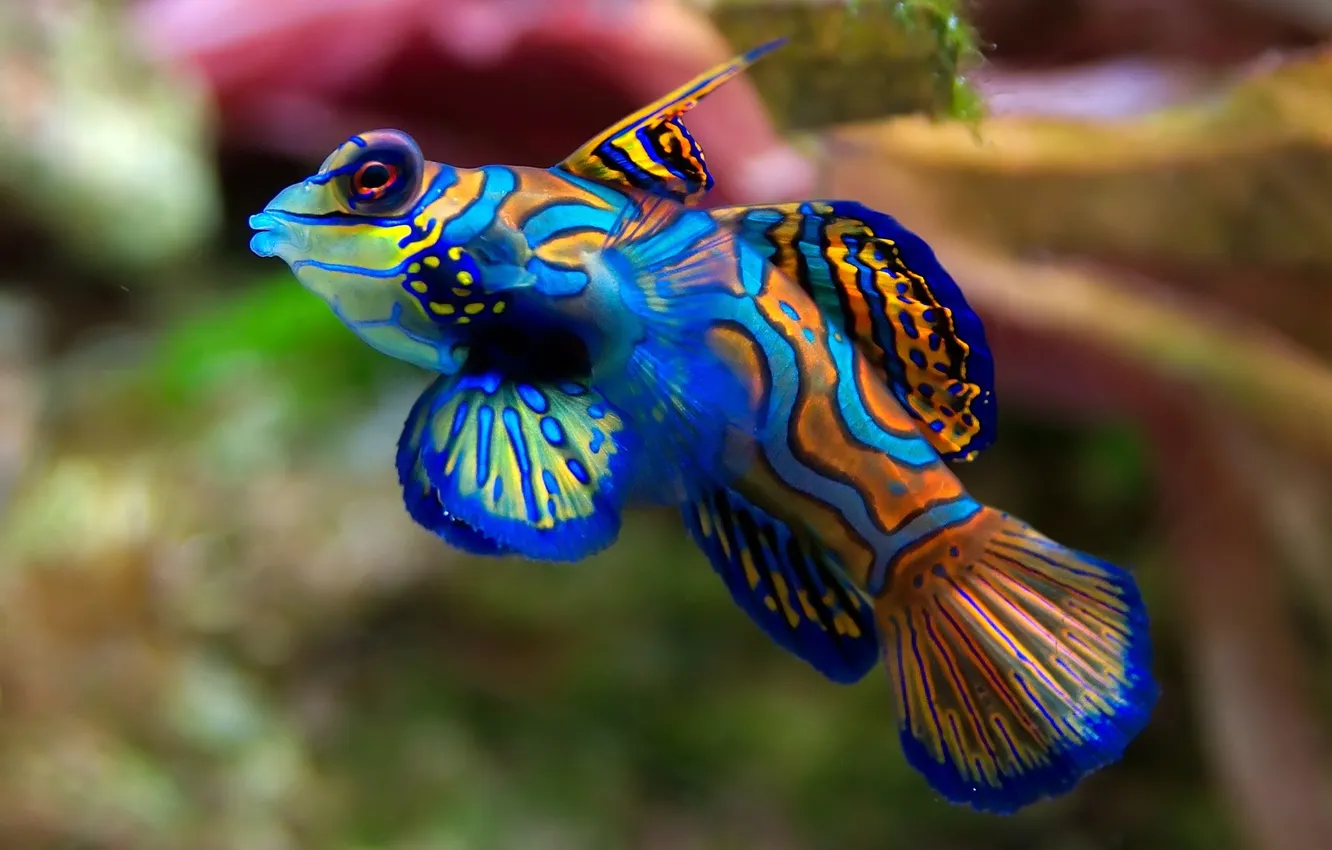 Фото обои цвета, аквариум, Рыба