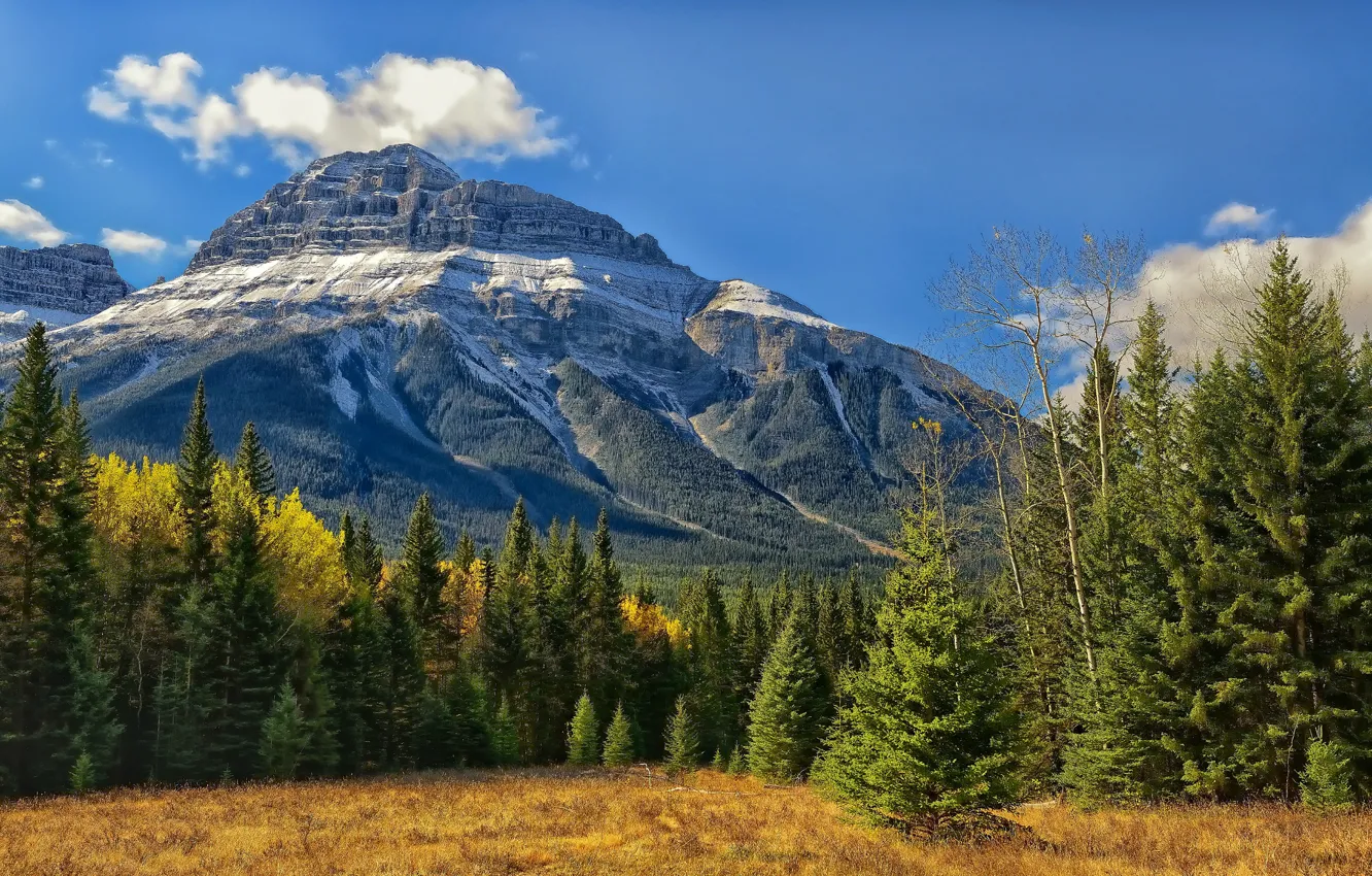 Фото обои лес, деревья, Канада, Альберта, Banff National Park, Alberta, Canada, Скалистые горы