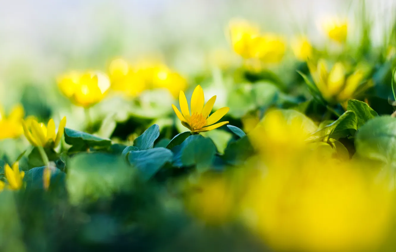 Фото обои flower, yellow, flowers, garden. spring