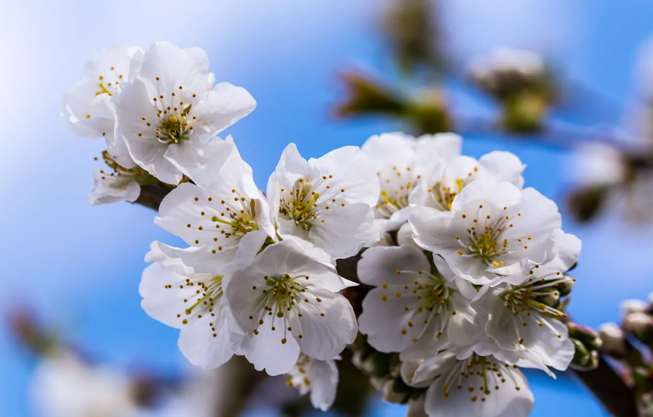 Фото обои весна, цветение, боке, bokeh, spring, Flowering