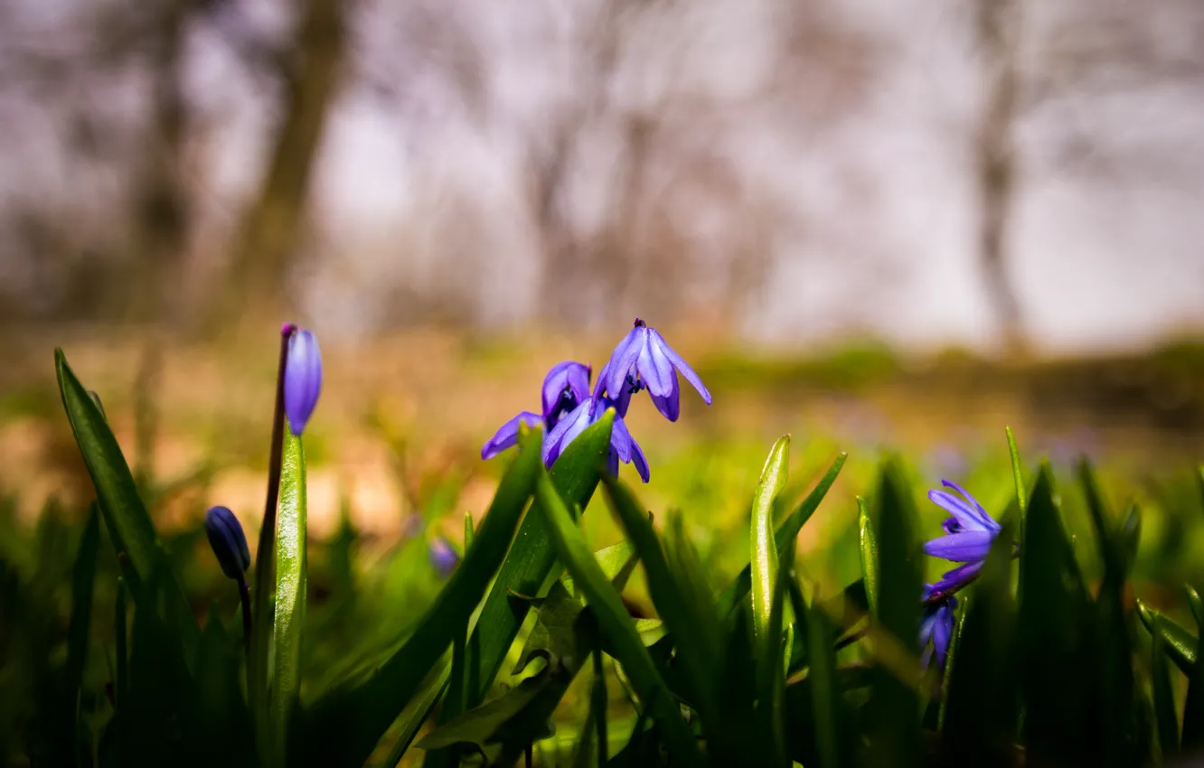 Фото обои Light, Nature, Grass, Flowers, Spring, Shadow, Lush