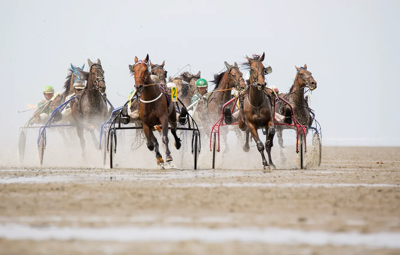 Фото обои гонка, спорт, кони
