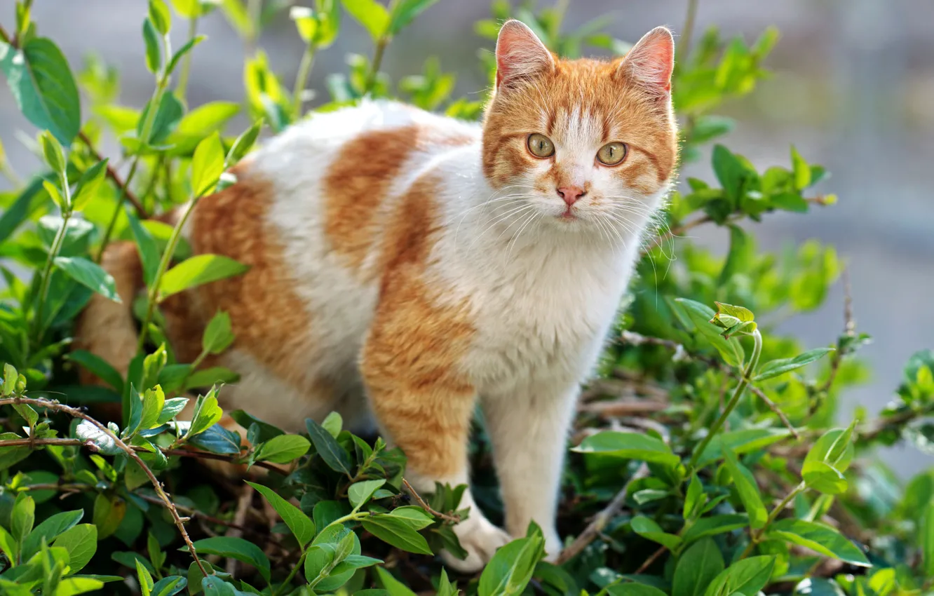 Фото обои кошка, кот, взгляд, листья, рыжий, мордашка