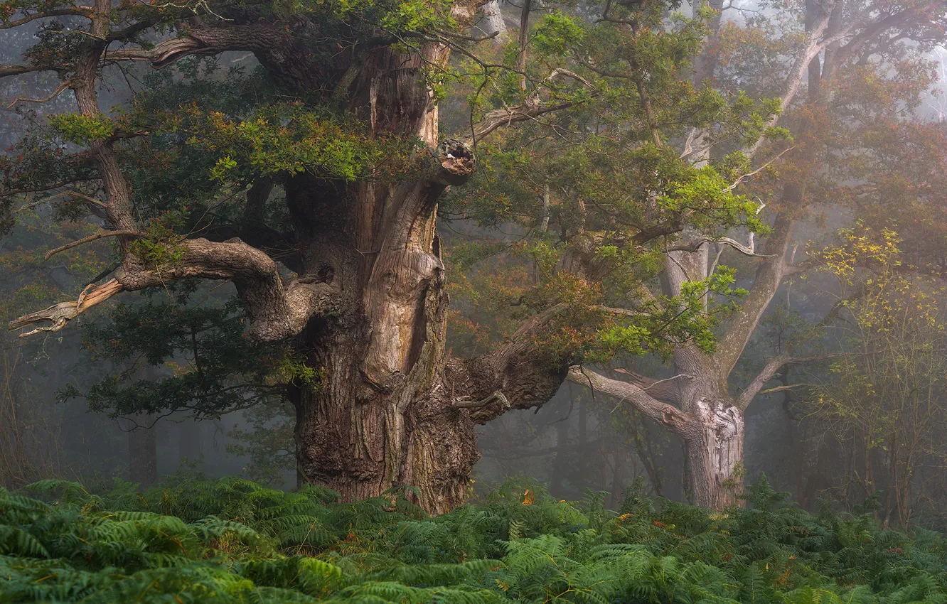 Фото обои лес, деревья, ветки, туман, дерево, листва, ствол, старое