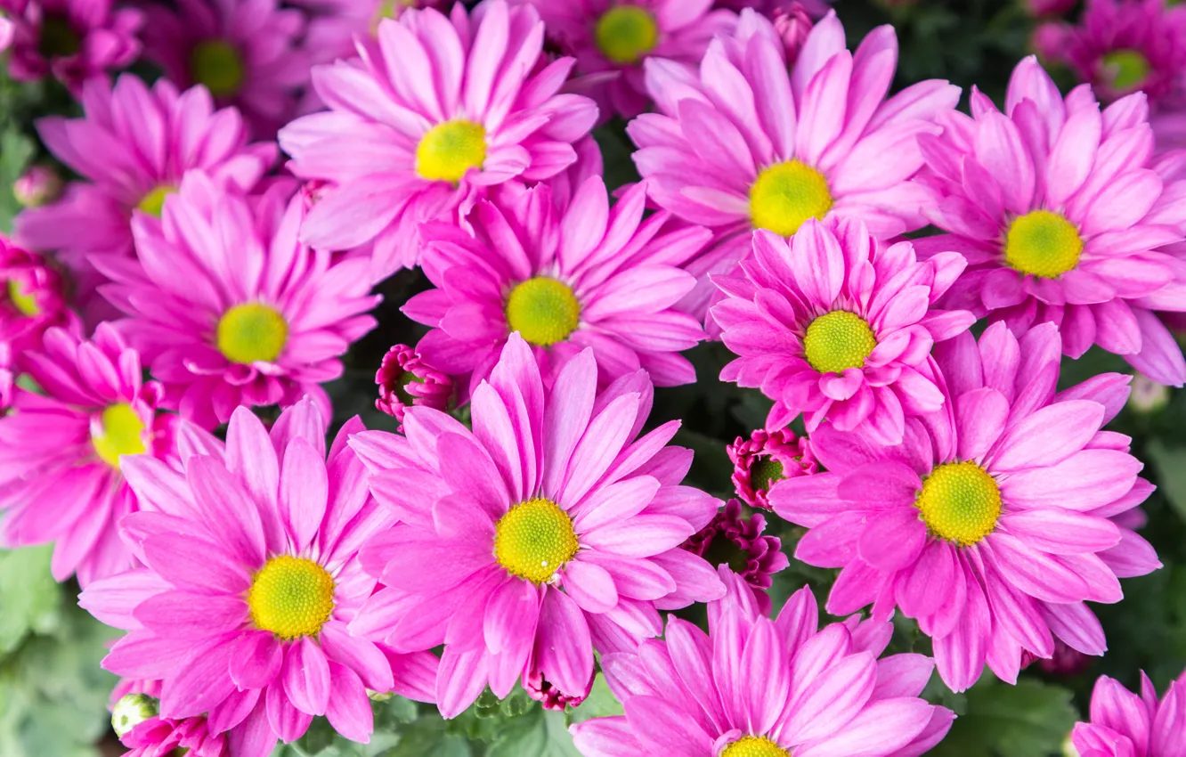 Фото обои цветы, розовые, хризантемы, pink, flowers
