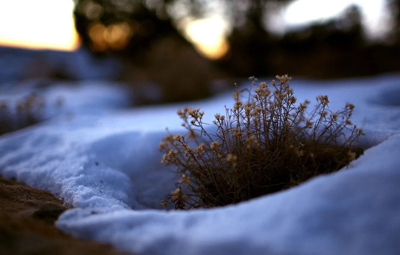 Фото обои зима, снег, куст, Трава