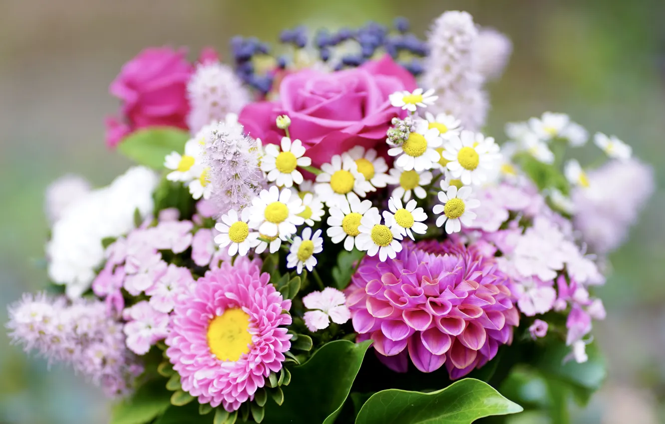 Фото обои цветы, розы, ромашки, букет, разное, георгины, астры