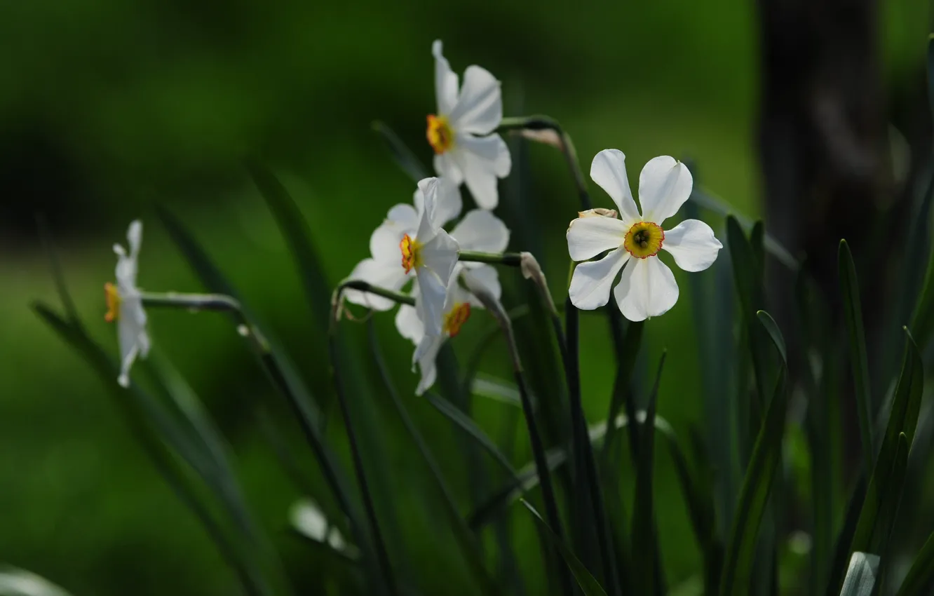 Фото обои цветы, весна, белые, зеленый фон, нарциссы