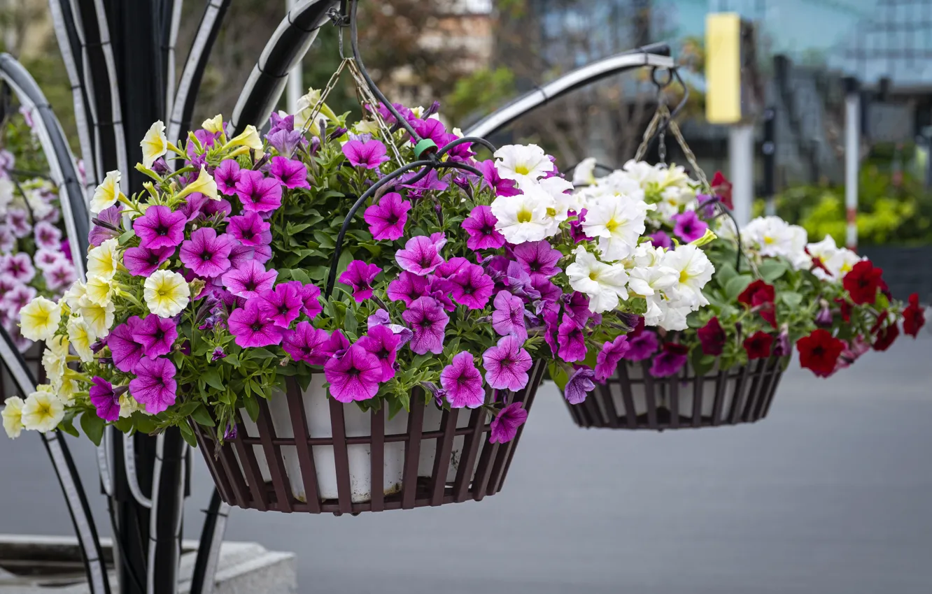 петуния ампельная микс. петуния анжелайн. петуния ампельная 1. петуния в больших вазонах. тайдал вейв ред велюр.