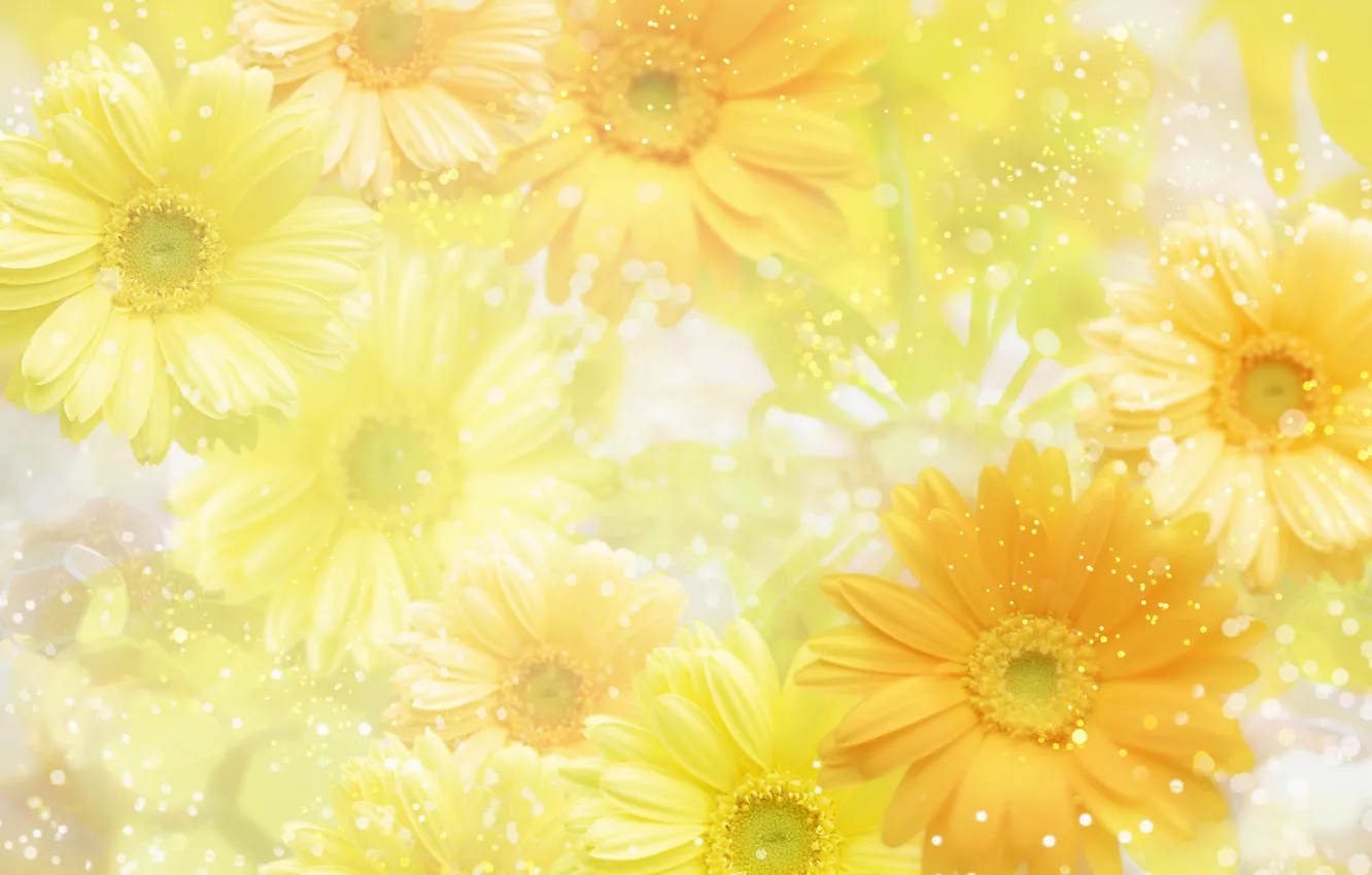 Фото обои цветы, желтый, фон, yellow, flowers