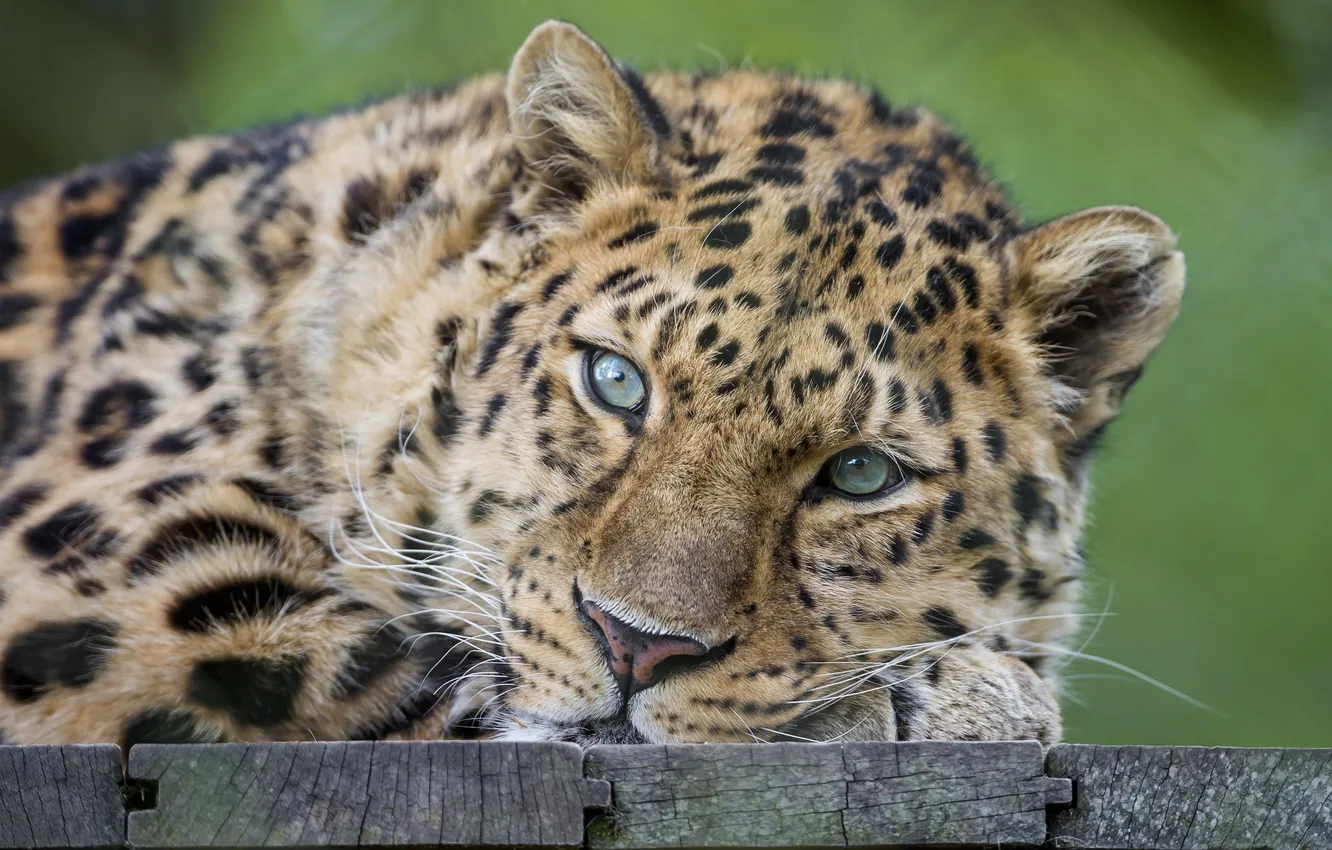 Фото обои взгляд, хищник, Амурский леопард