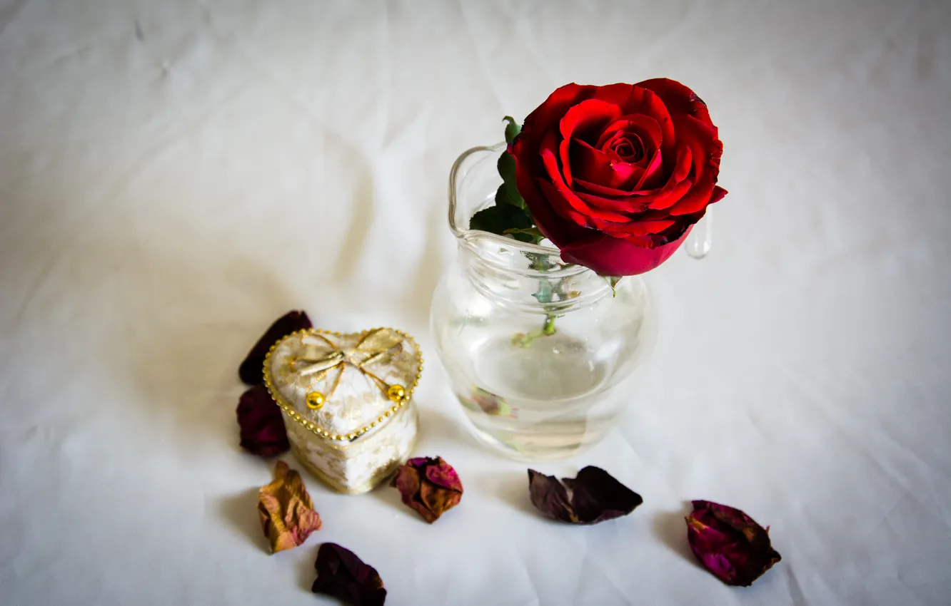 Фото обои цветы, роза, лепестки, красная роза
