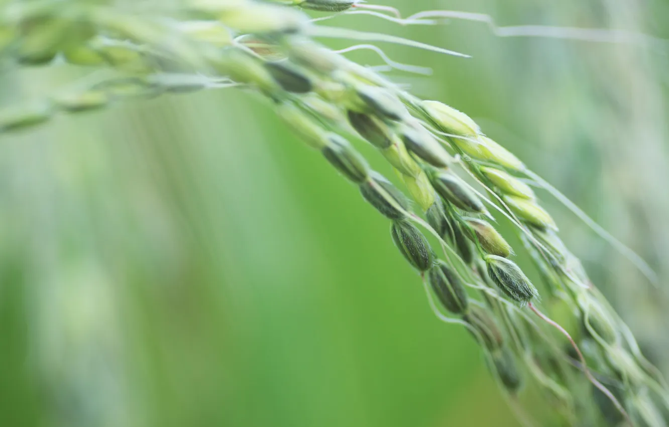 Фото обои пшеница, колосок, жито, просо