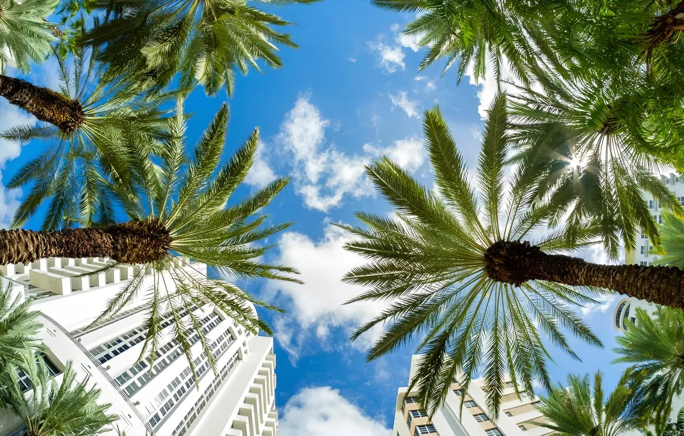 Фото обои Майами, Город, Пальмы, City, Miami, Palm Trees