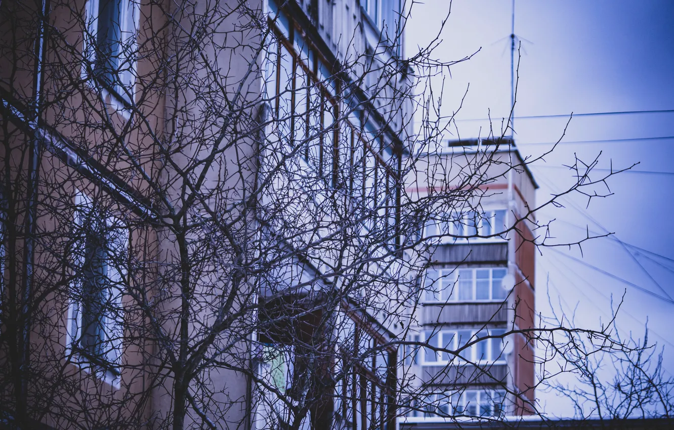 Фото обои Дом, День, Кусты, Эстетика, dixon_photo