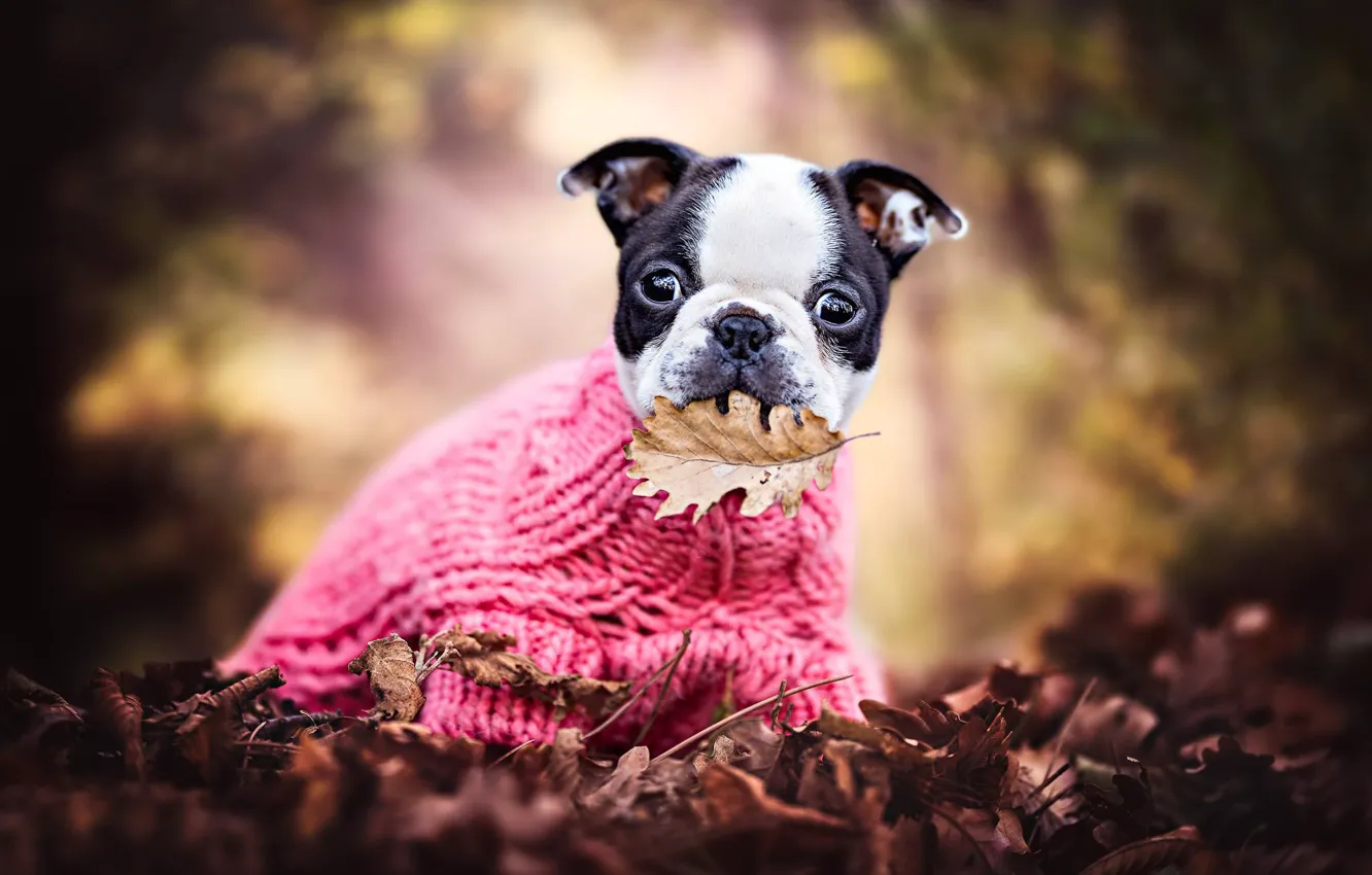 Фото обои осень, листья, настроение, листва, листик, щенок, свитер, пёсик