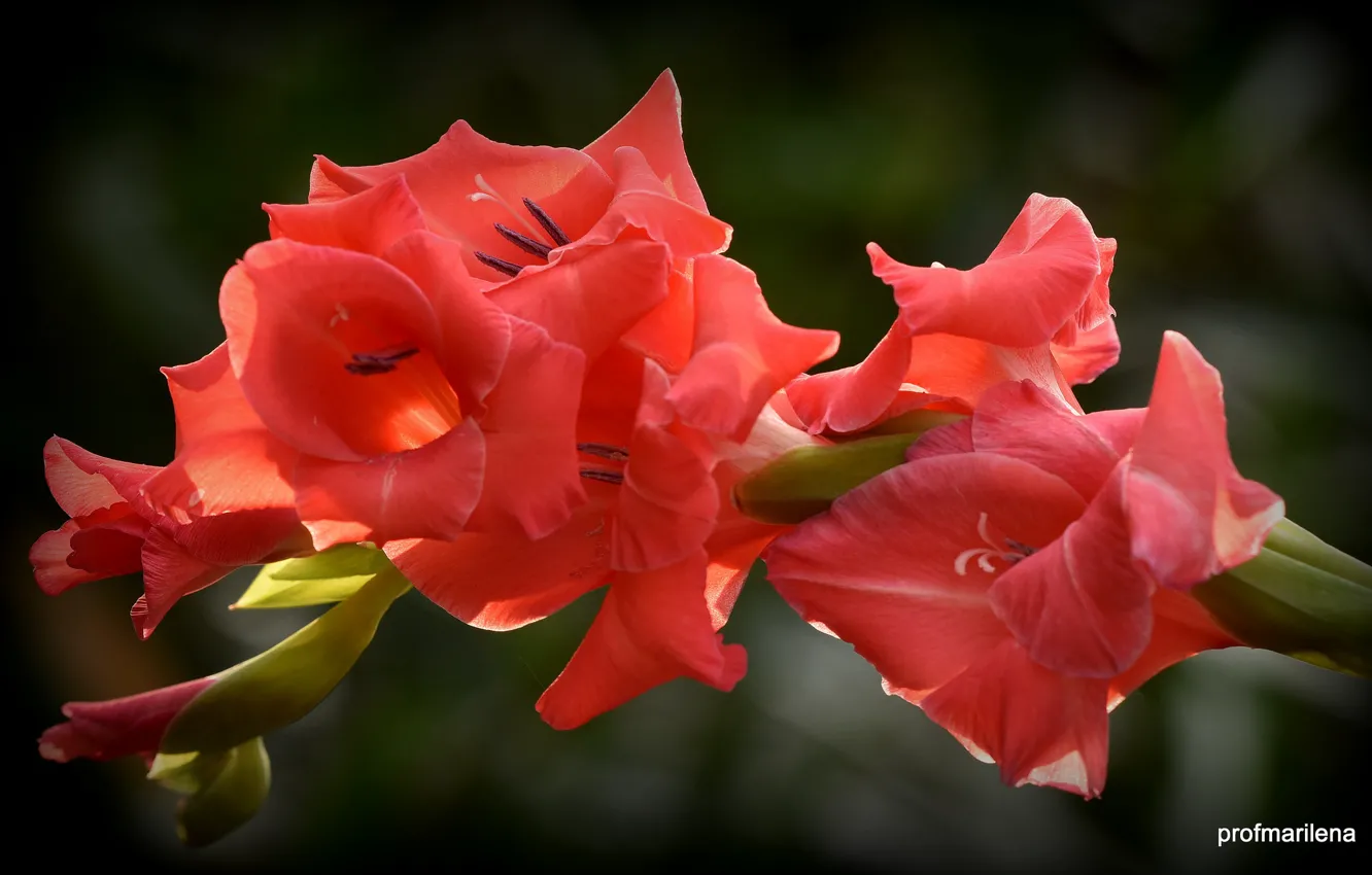 Фото обои красный, Цветок, цветение, Гладиолус