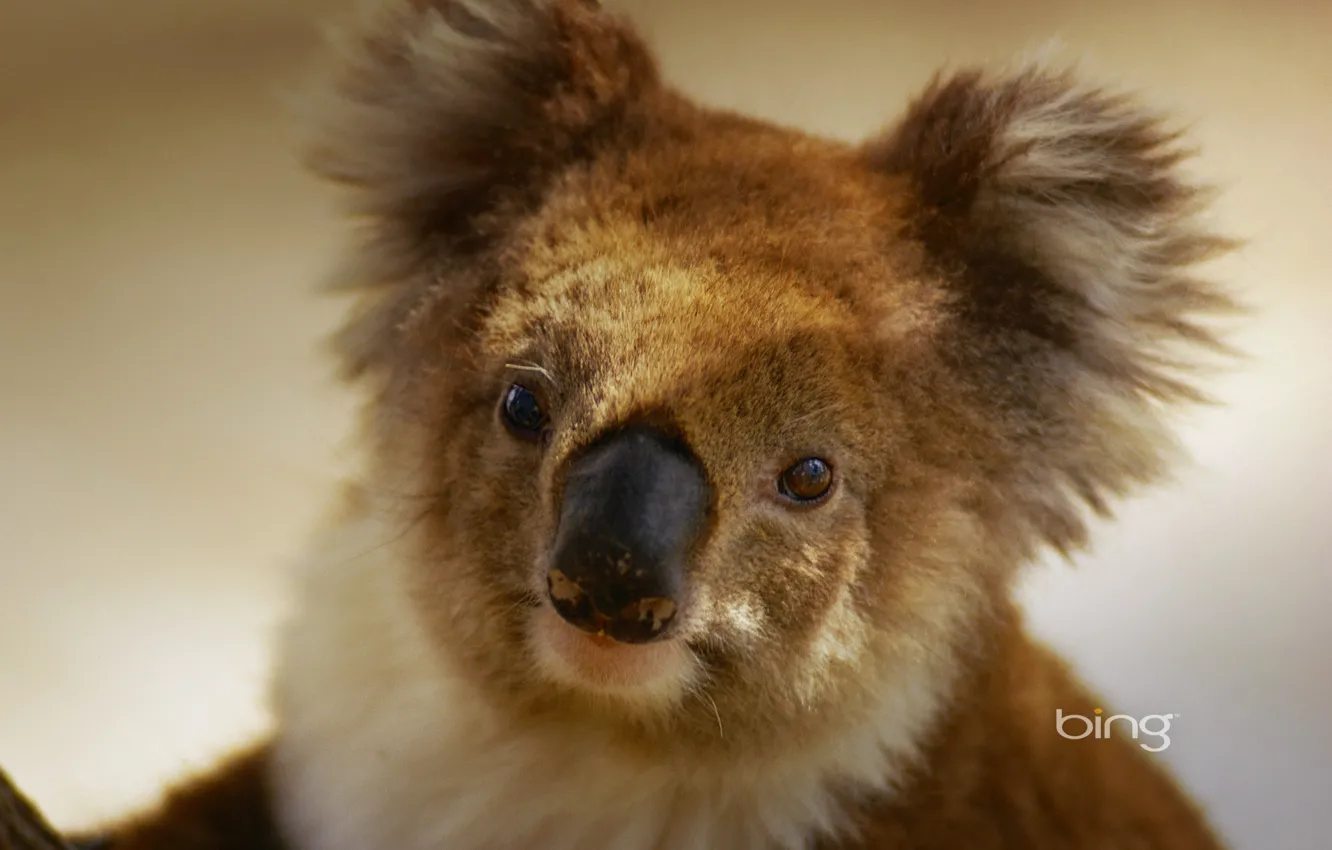 Фото обои австралия, коала, травоядное, сумчатое