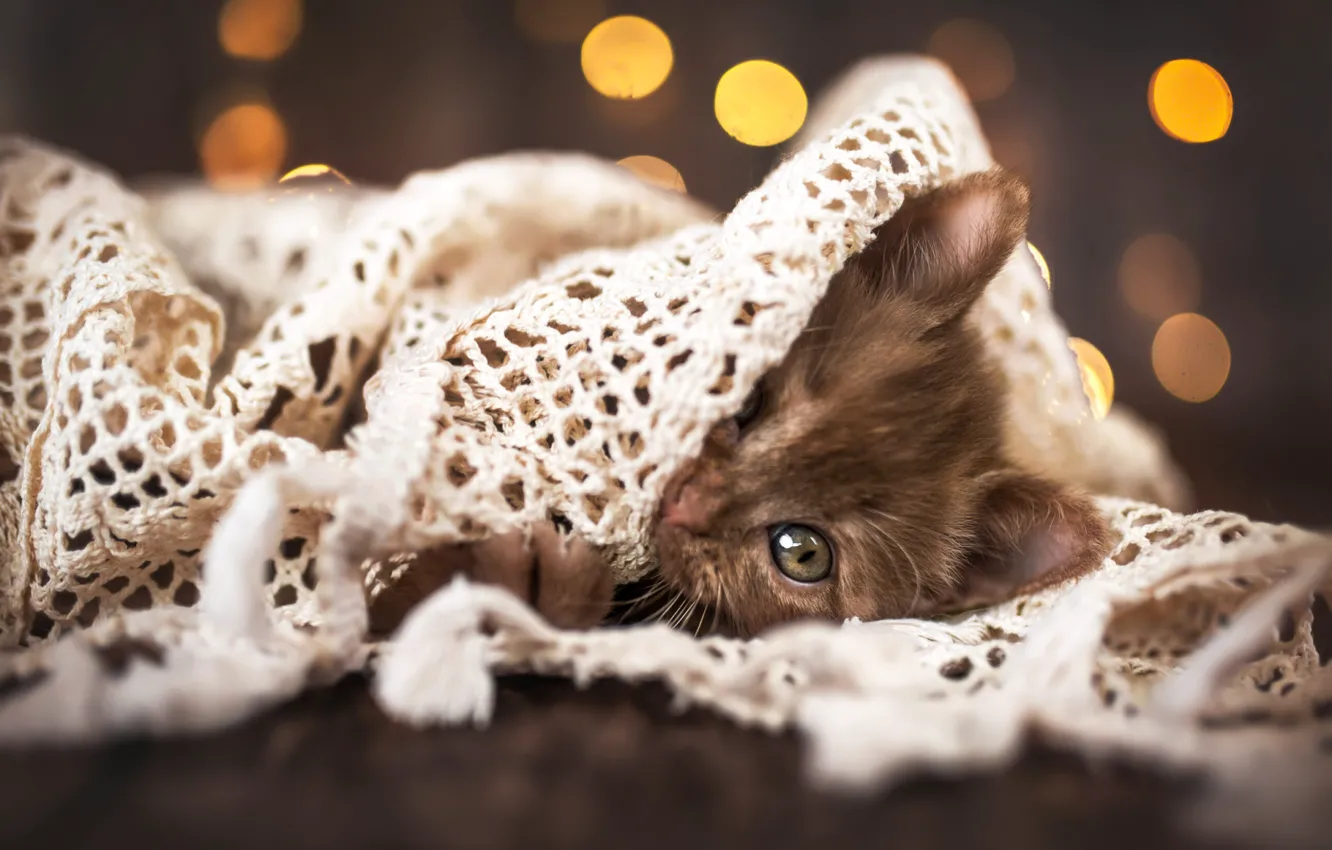 Фото обои кошка, взгляд, поза, милая, котёнок, мордашка, милота