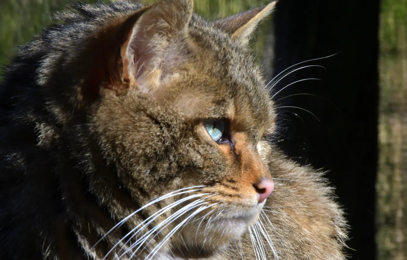 Фото обои кот, усы, взгляд, шерсть, котэ