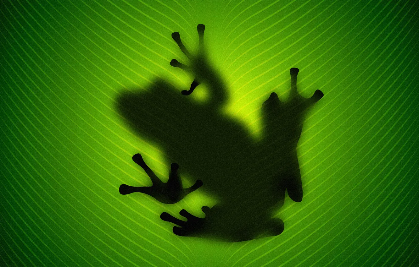 Фото обои лист, зеленый, Лягушка
