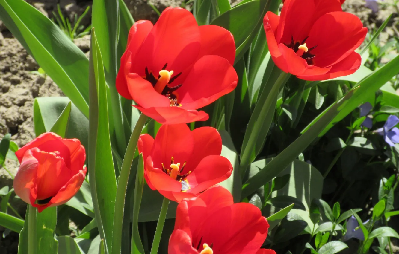 Фото обои цветы, красные тюльпаны, апрель, весна 2018, Mamala ©
