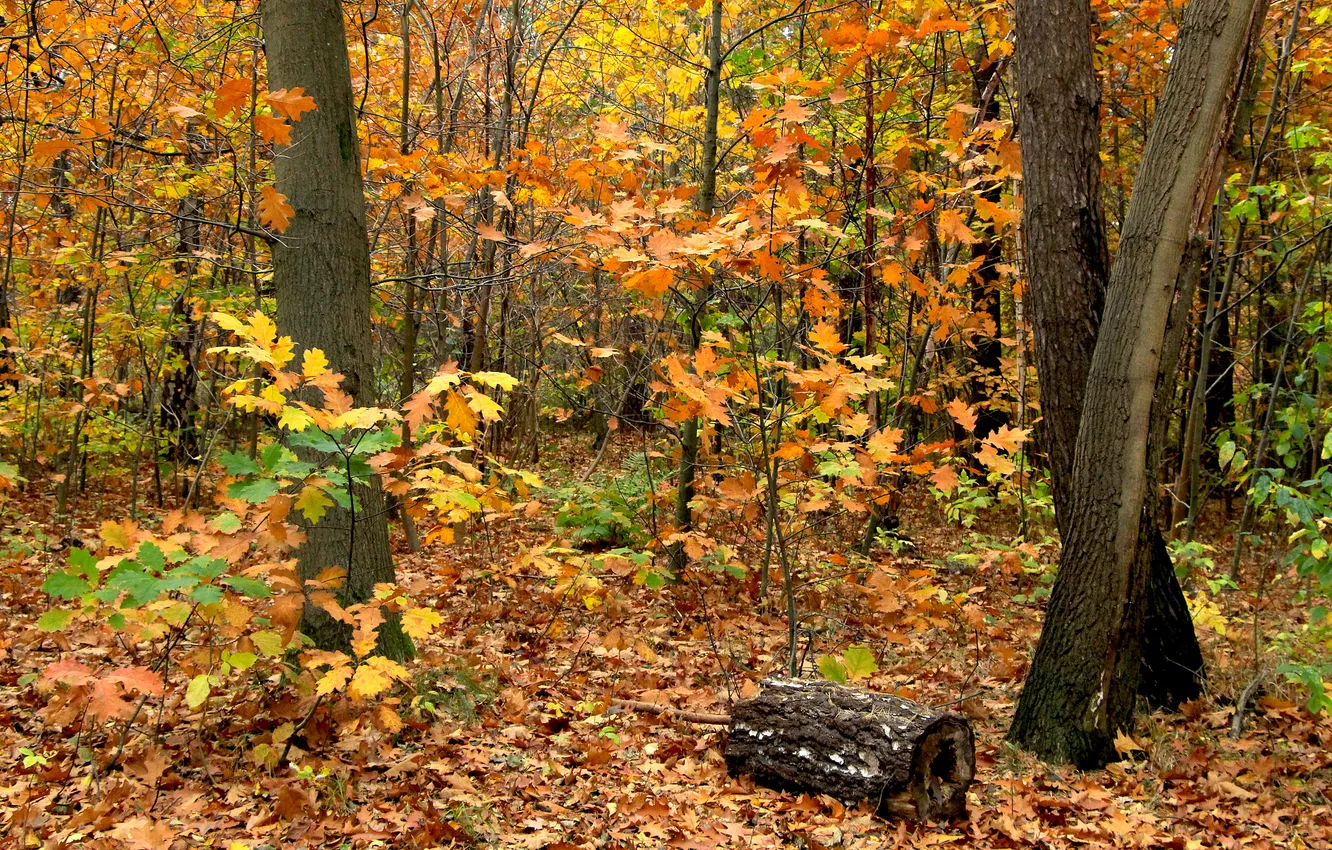 Фото обои forest, trees, park, autumn, fall