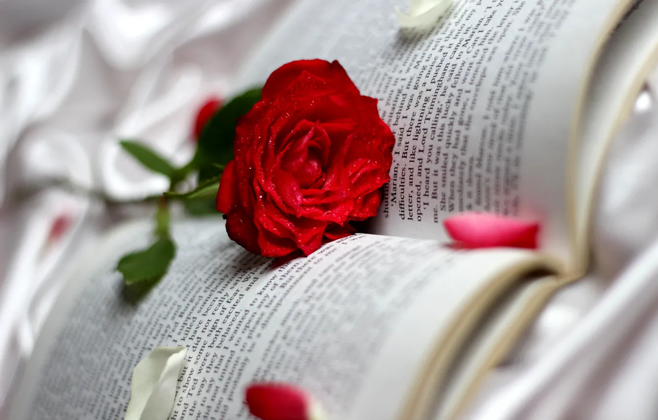 Фото обои капли, роза, лепестки, книга, красная, страницы